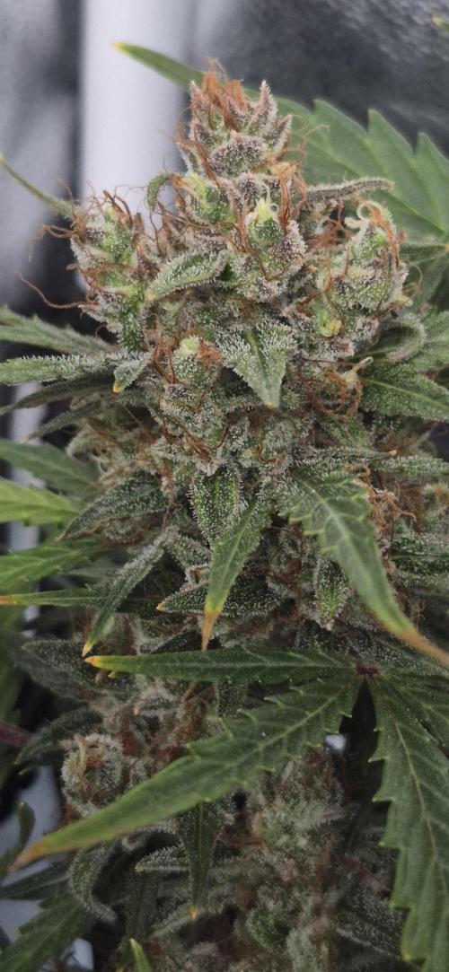 Four in a Tent. Week 11 - Wedding Cake as of harvest time. 