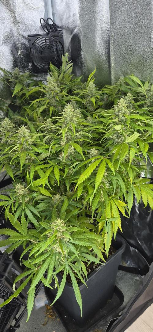 Four in a Tent. Week 11 - More space now for the remaining two plants.
