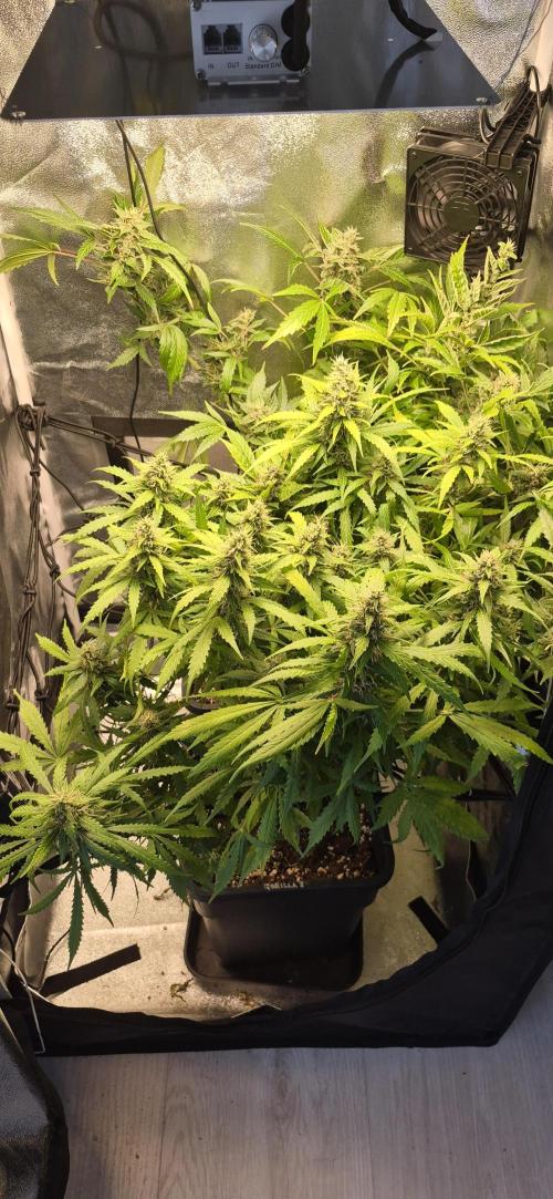 Four in a Tent. Week 11 - More space now for the remaining two plants.