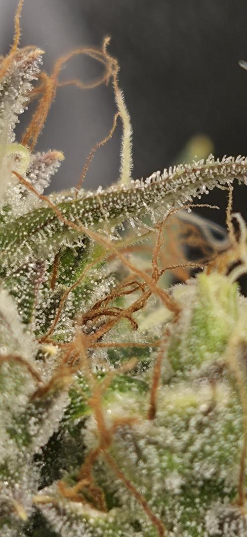 Four in a Tent. Week 10