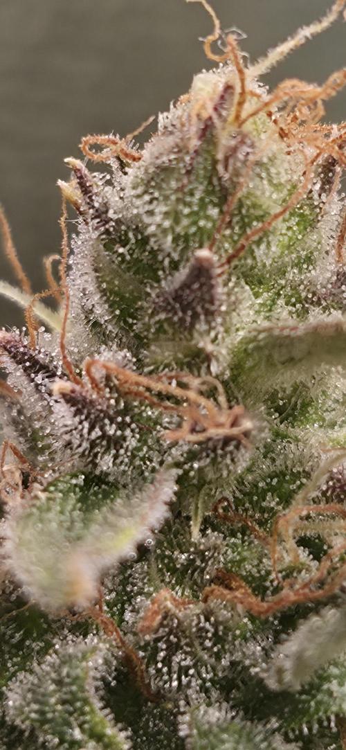 Four in a Tent. Week 10