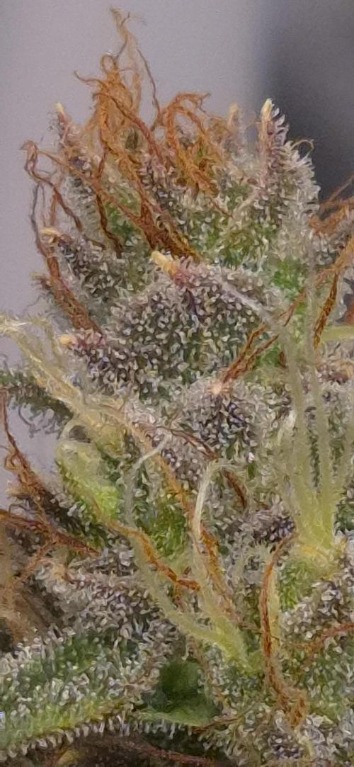 Four in a Tent. Week 10