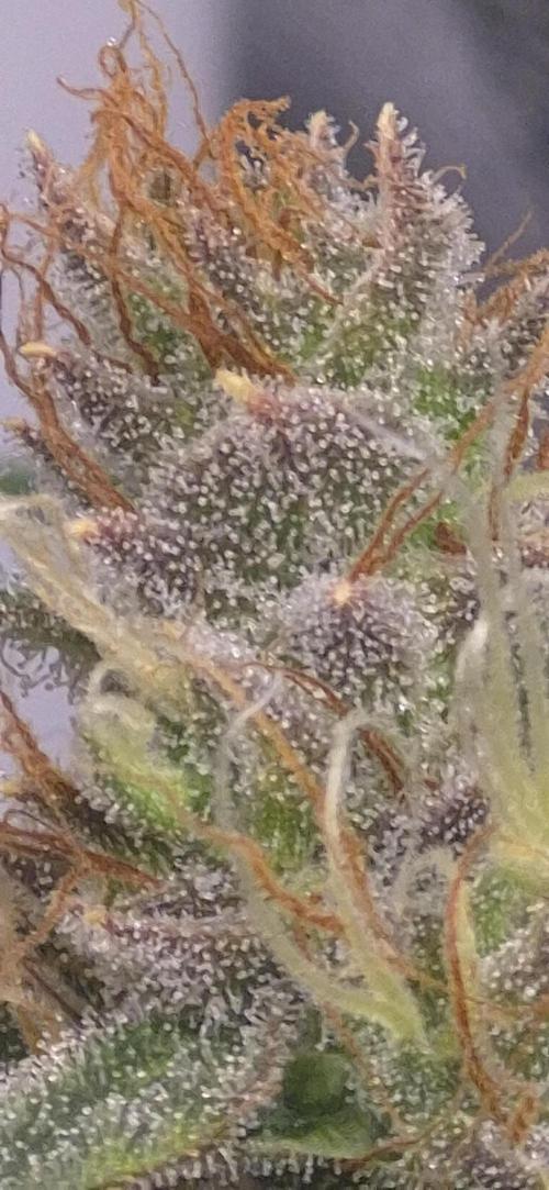 Four in a Tent. Week 10