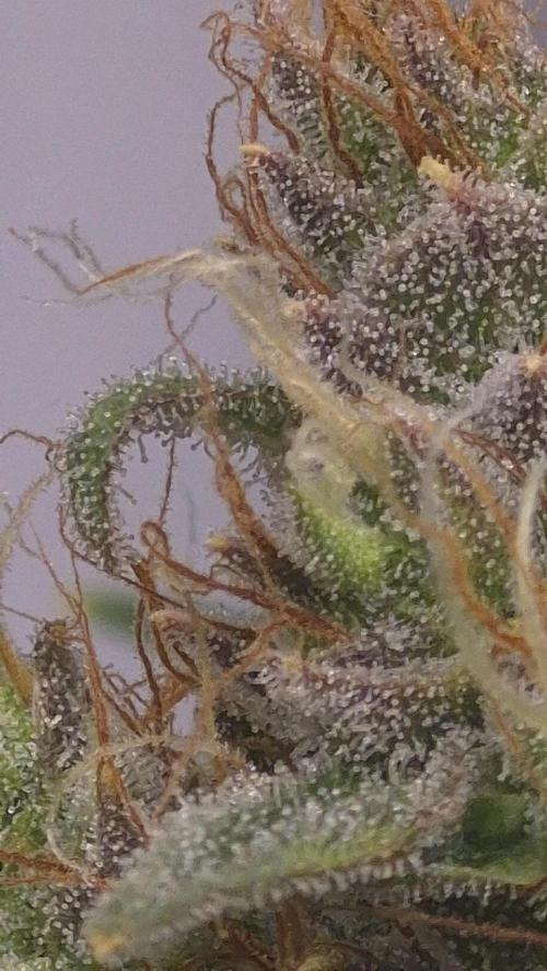 Four in a Tent. Week 10