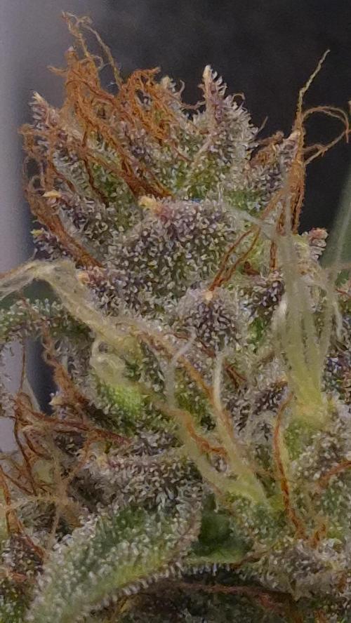 Four in a Tent. Week 10