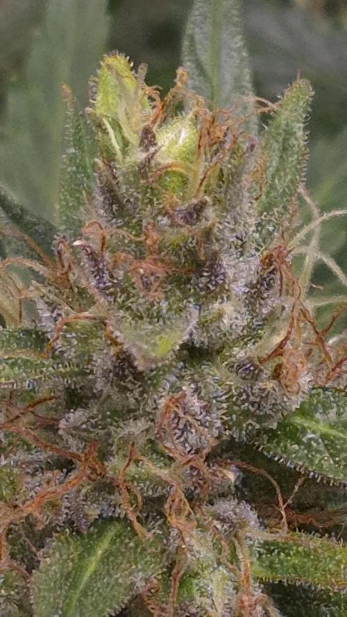 Four in a Tent. Week 10