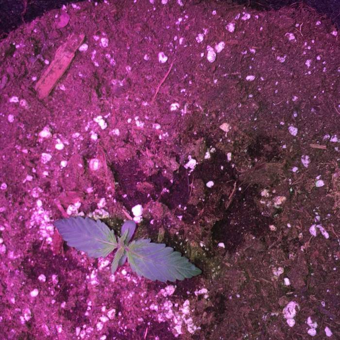 GIRL SCOUT COOKIES LED AN SOIL. Week 1 - FUNKY PURPLE TINT