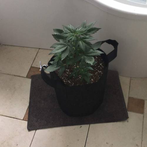 GIRL SCOUT COOKIES LED AN SOIL. Week 4 - day 28