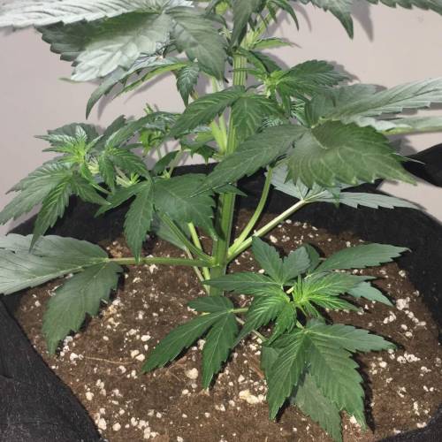 GIRL SCOUT COOKIES LED AN SOIL. Week 4 - day 28