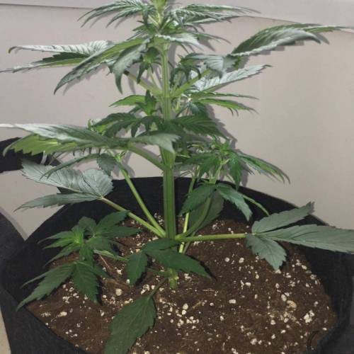 GIRL SCOUT COOKIES LED AN SOIL. Week 4 - day 28