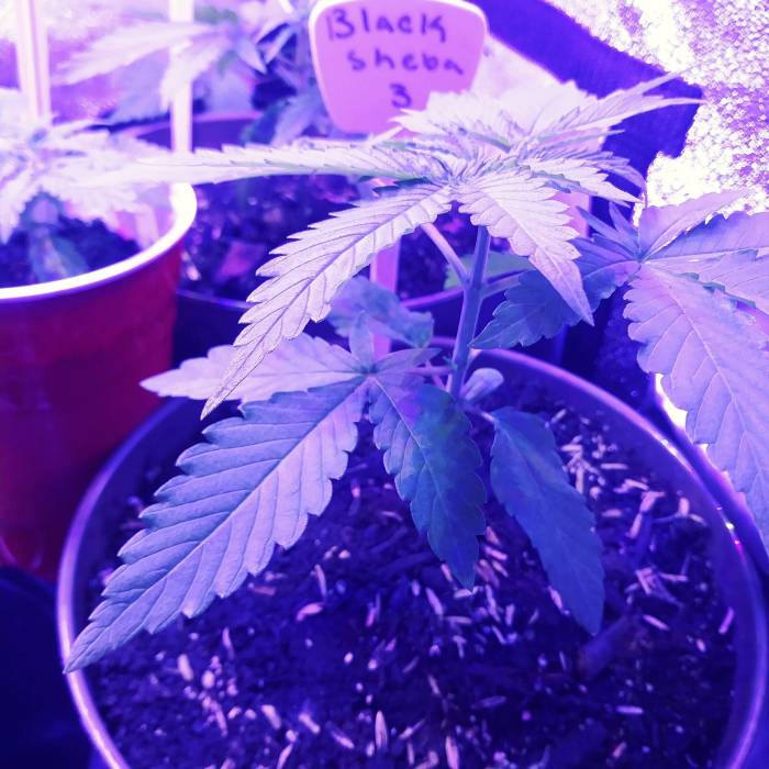 Black sheba. Week 3