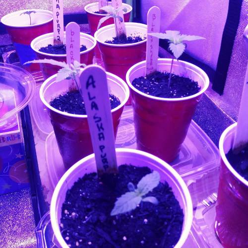 Black sheba. Week 2 - 2 wk grow of the black shebas