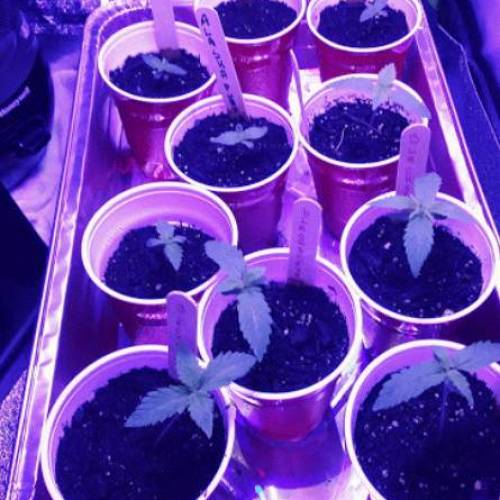 Black sheba. Week 2 - Black shebas growing big looking healthy