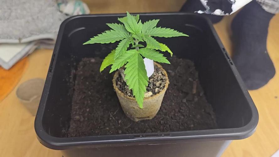 Summer Grow 2025