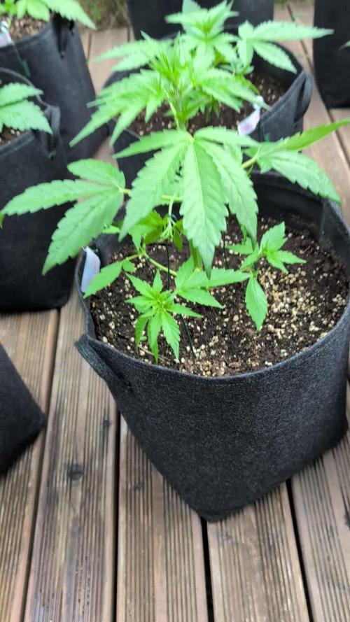420 Fastbuds