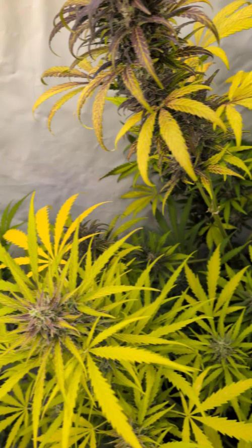 420 Fastbuds