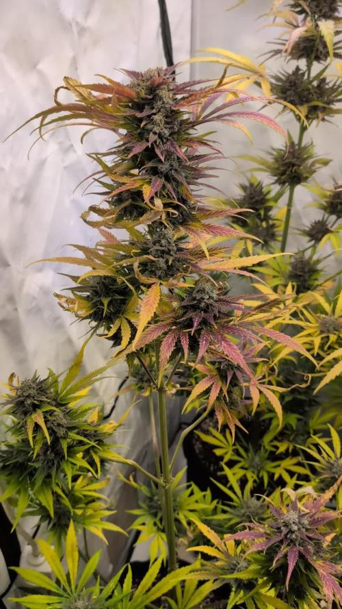420 Fastbuds