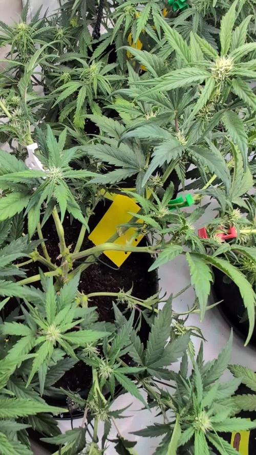 Fastbuds Collabo Run