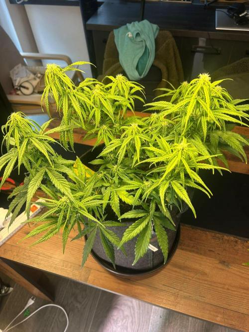 Fastbuds Collabo Run. Week 5