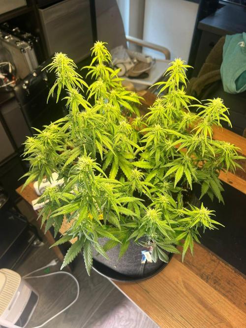 Fastbuds Collabo Run. Week 5