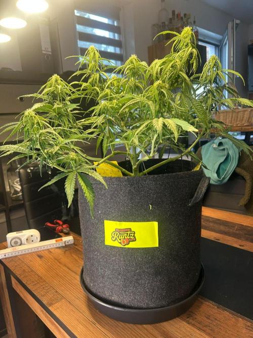 Fastbuds Collabo Run. Week 5