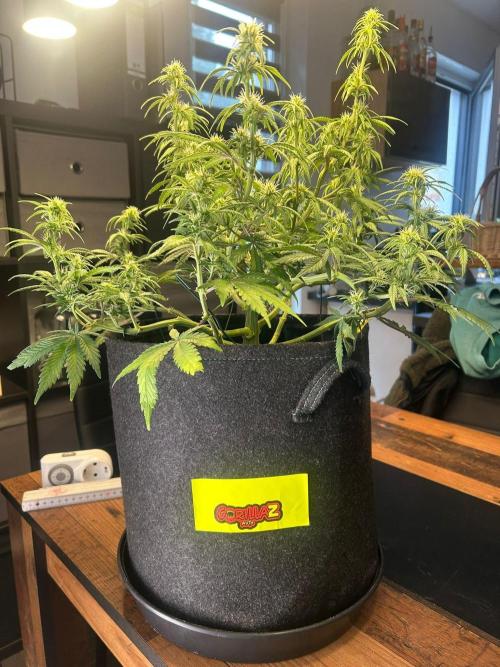 Fastbuds Collabo Run. Week 5