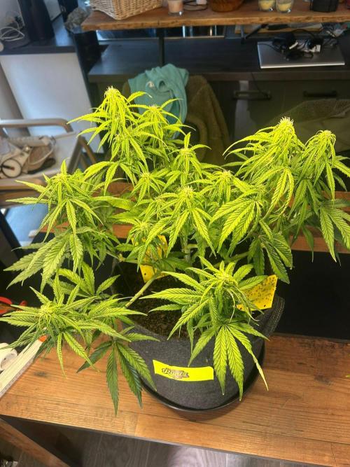 Fastbuds Collabo Run. Week 5