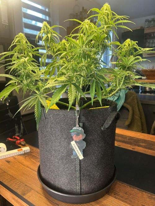 Fastbuds Collabo Run. Week 5