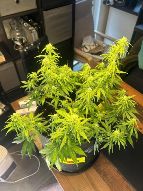 Fastbuds Collabo Run. Week 5