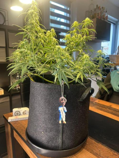 Fastbuds Collabo Run. Week 5