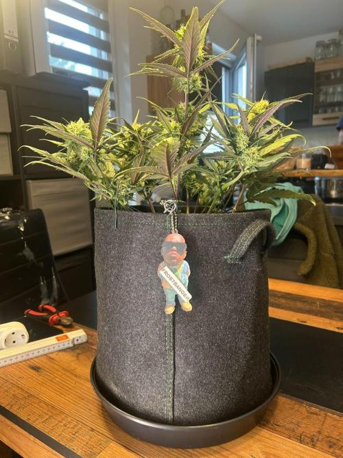 Fastbuds Collabo Run. Week 5