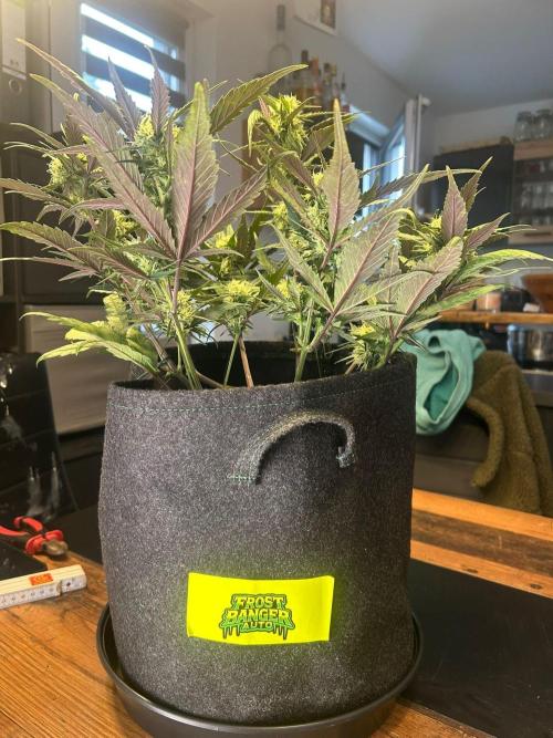 Fastbuds Collabo Run. Week 5