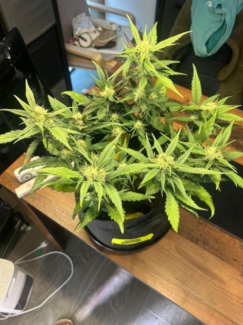 Fastbuds Collabo Run. Week 5