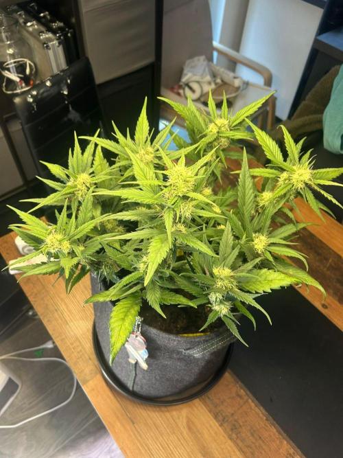 Fastbuds Collabo Run. Week 5