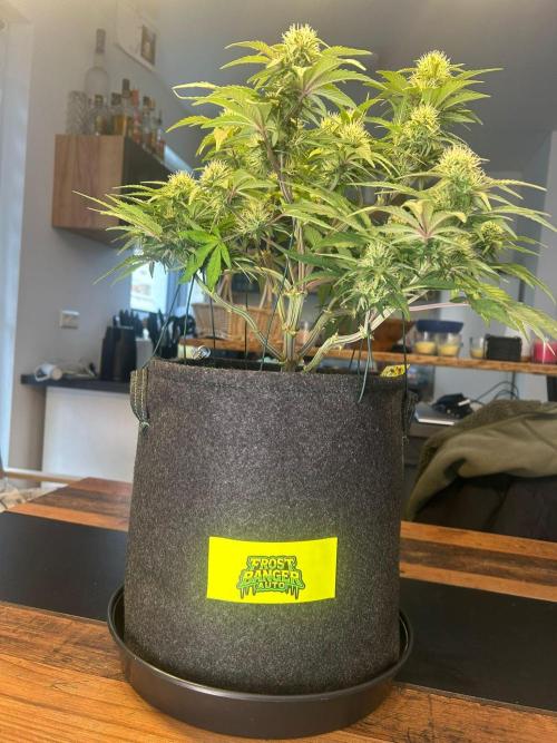 Fastbuds Collabo Run. Week 5