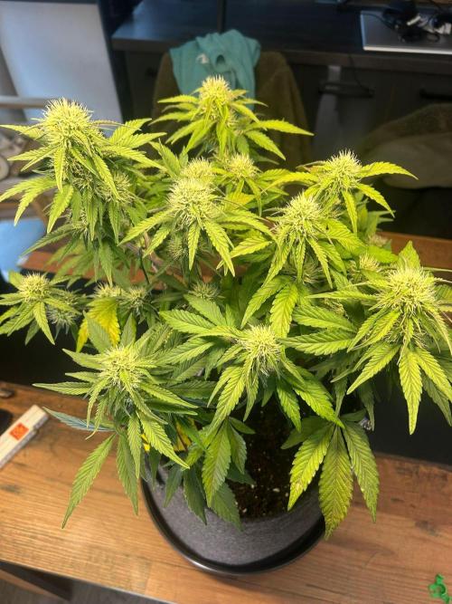 Fastbuds Collabo Run. Week 5