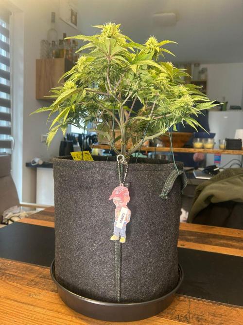 Fastbuds Collabo Run. Week 5