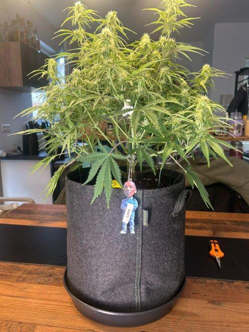 Fastbuds Collabo Run. Week 5