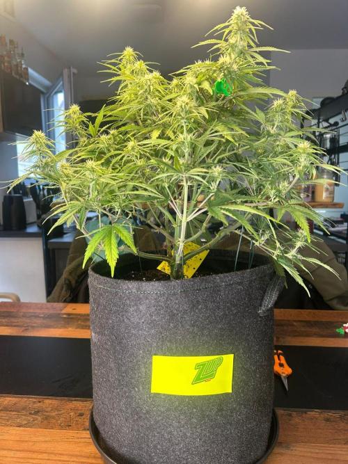 Fastbuds Collabo Run. Week 5