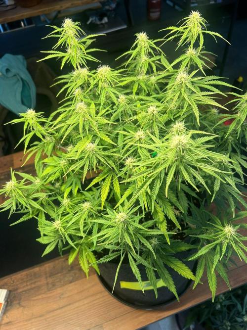 Fastbuds Collabo Run. Week 5