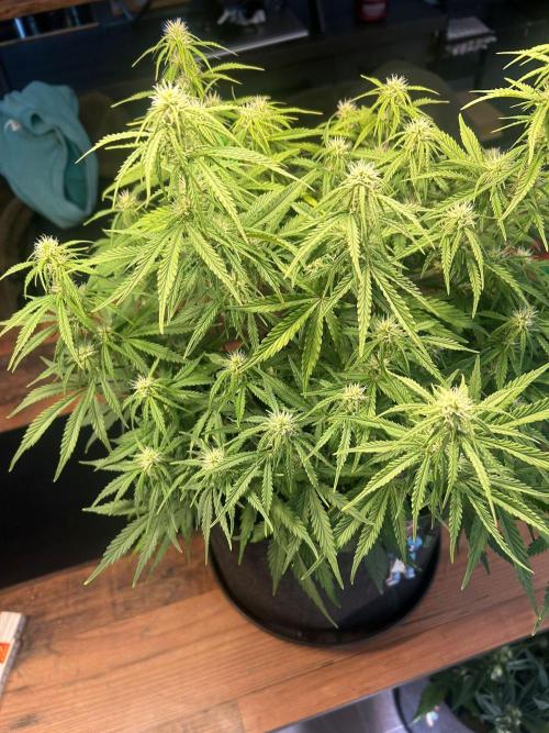 Fastbuds Collabo Run. Week 5