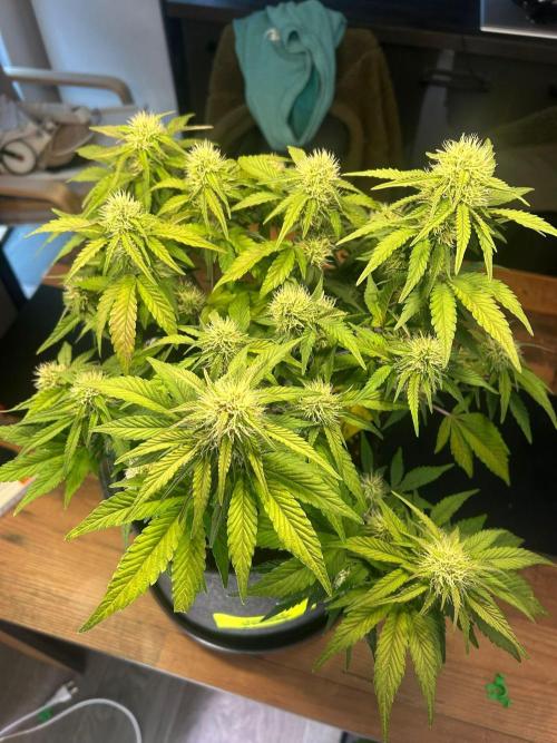 Fastbuds Collabo Run. Week 5