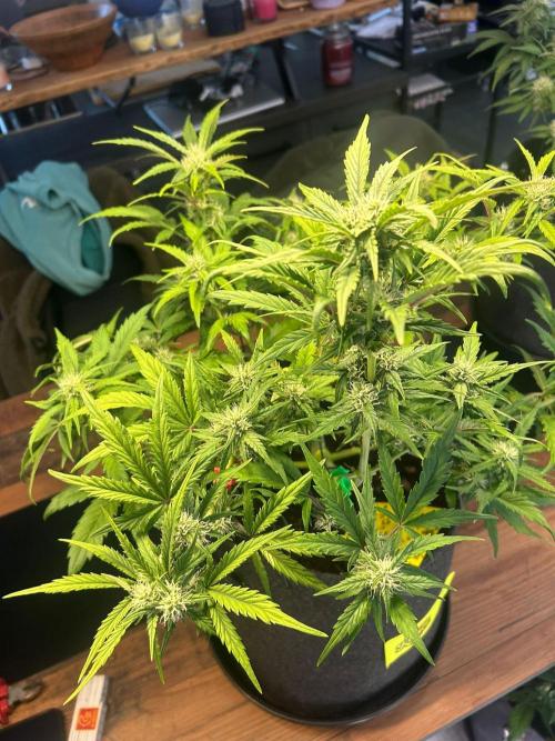 Fastbuds Collabo Run. Week 5