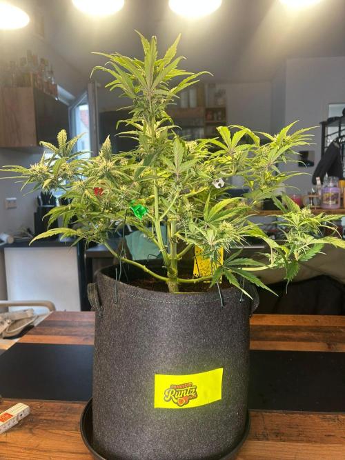 Fastbuds Collabo Run. Week 5