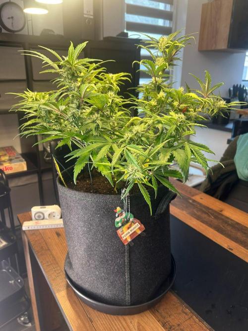 Fastbuds Collabo Run. Week 5