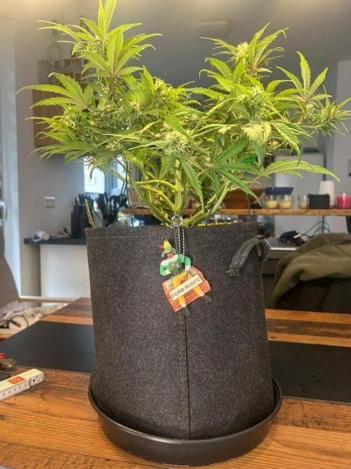 Fastbuds Collabo Run. Week 5