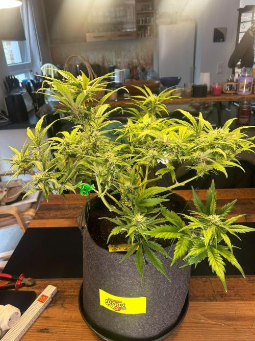 Fastbuds Collabo Run. Week 5