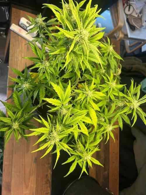 Fastbuds Collabo Run. Week 5