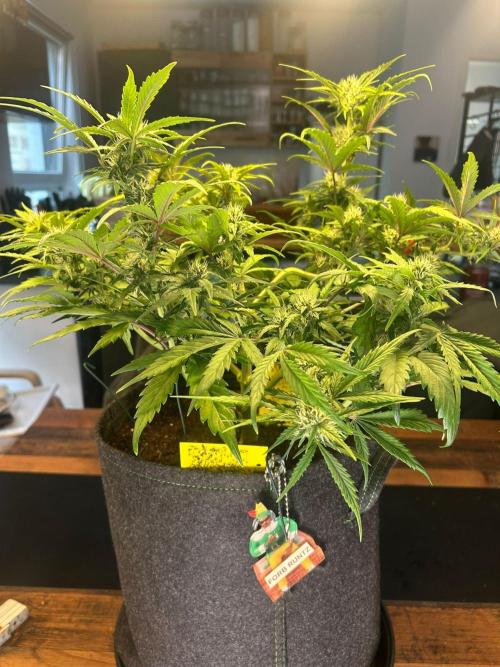 Fastbuds Collabo Run. Week 5