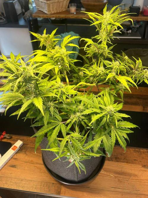 Fastbuds Collabo Run. Week 5